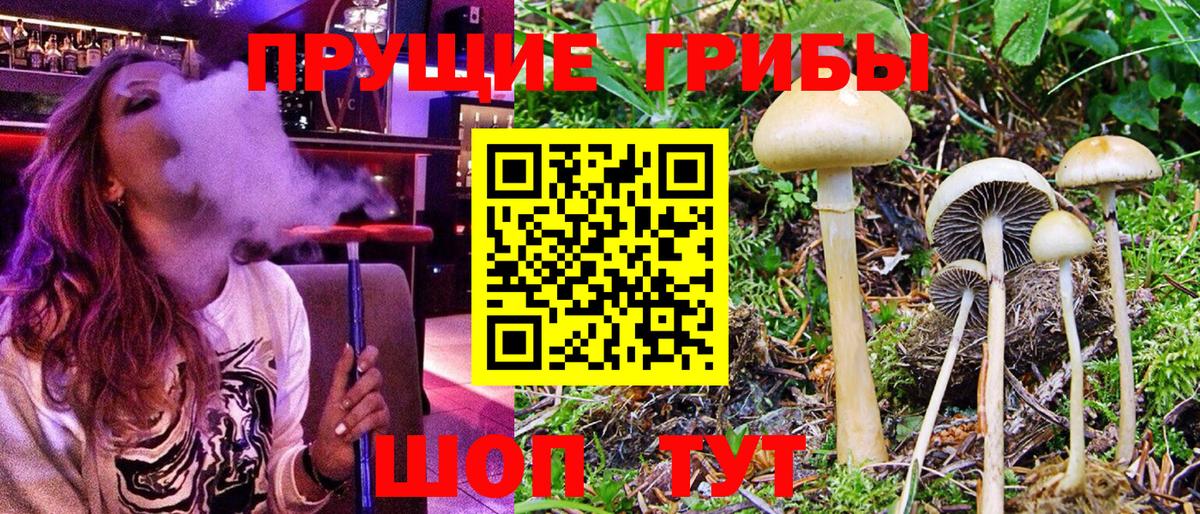 Богородицк  Галлюциногенные грибы прущие грибы  Вход с VPN 